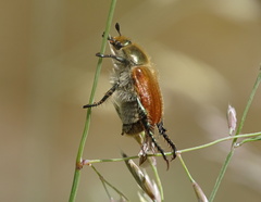 Chaetopteroplia segetum
