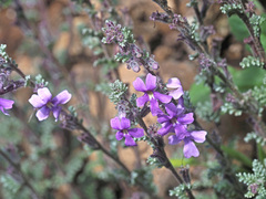 Jamesbrittenia pristisepala