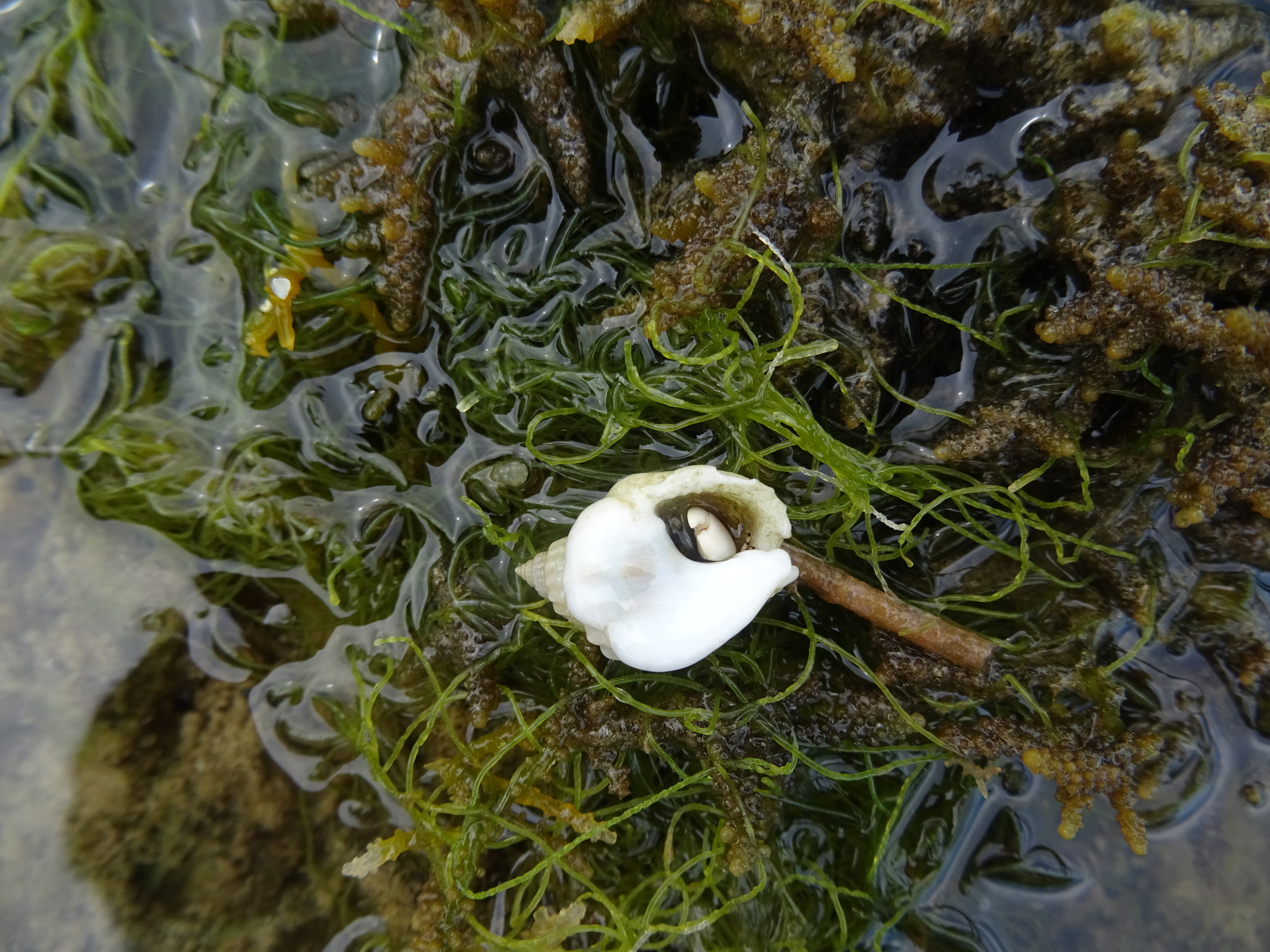 Nassarius arcularia (Linnaeus, 1758)