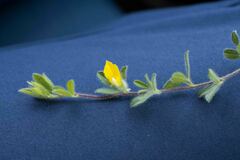 Leobordea divaricata