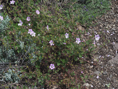 Geranium schlechteri