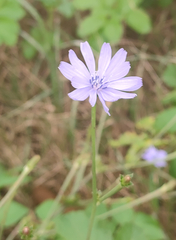 Cichorium