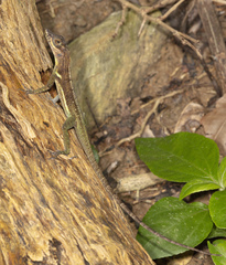 Anolis richardii