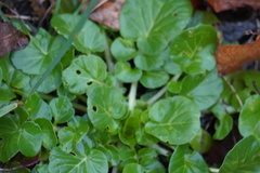 Barbarea vulgaris