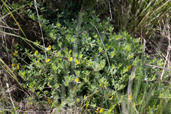 Leobordea divaricata