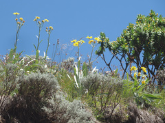 Senecio macrospermus