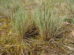 Festuca trachyphylla