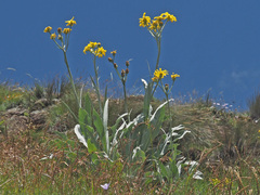 Senecio macrospermus