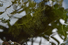 Utricularia australis