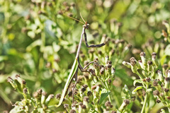 Pseudovates chlorophaea