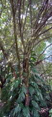 Olea europaea cuspidata