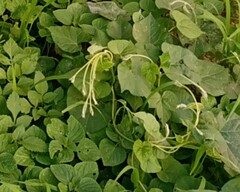 Proboscidea louisianica