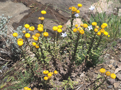 Helichrysum tenax