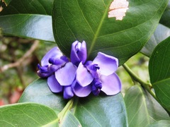 Acanthocladus pulcherrimus