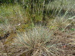 Festuca trachyphylla