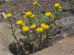 Helichrysum tenax