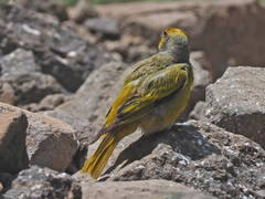 Serinus canicollis