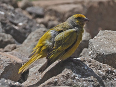 Serinus canicollis