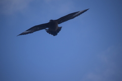 Stercorarius antarcticus