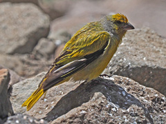 Serinus canicollis
