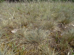 Festuca trachyphylla