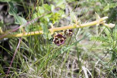 Pachycarpus concolor