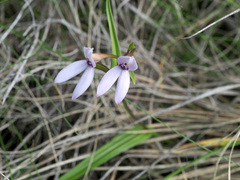Brownleea macroceras