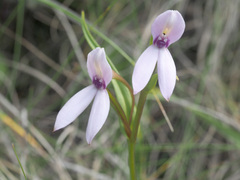 Brownleea macroceras