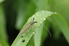 Agapanthia villosoviridescens