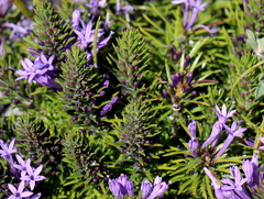 Merciera azurea