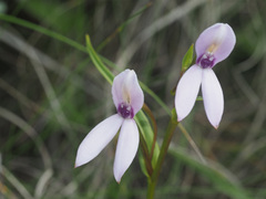 Brownleea macroceras