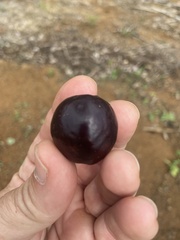 Psidium myrtoides