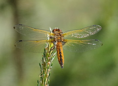 Libellula fulva