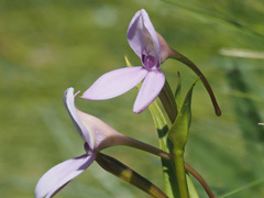 Brownleea macroceras