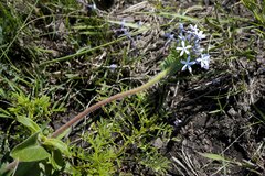 Pentanisia prunelloides