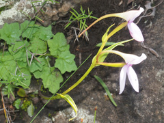 Brownleea macroceras