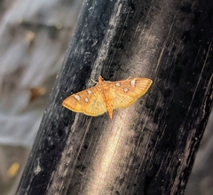 Cotachena alysoni