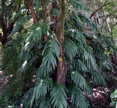 Rhaphidophora decursiva