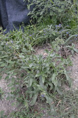 Anchusa officinalis