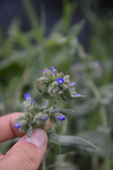 Anchusa officinalis