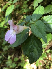 Impatiens uniflora