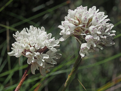 Disa cephalotes cephalotes