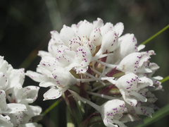 Disa cephalotes cephalotes