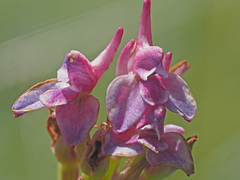 Disa stricta