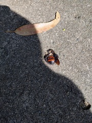 Xylocopa frontalis