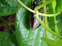 Spartocera