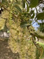 Phytolacca dioica