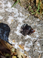 Xylocopa frontalis