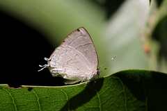 Symbiopsis lenitas