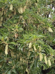 Phytolacca dioica